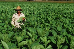 Cueilleur de tabac, Cuba